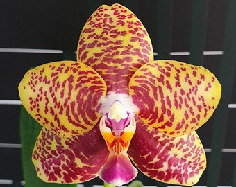 In spike/bloom! Phal. Sogo Pony, very fragrant