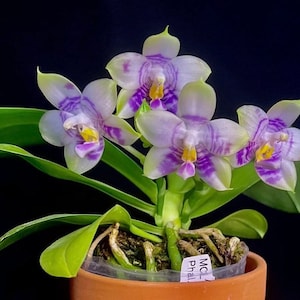 In spike and rare! Phal. Mituo Purple Dragon ‘Phalanx’ (MCL150), fragrant, multiflora, most famous clone by Mituo Orchid!