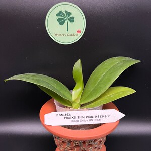 Phal. KS Shito Pride KSM-163 小金葉 waxy flower, long flowering time, color changes/darker over time image 6