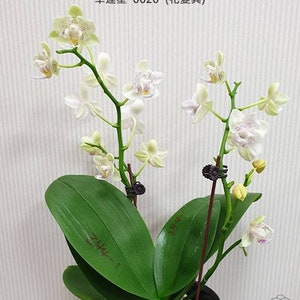 In bloom Phal. Younghome Lucky Star '0020' peloric, fragrant image 7