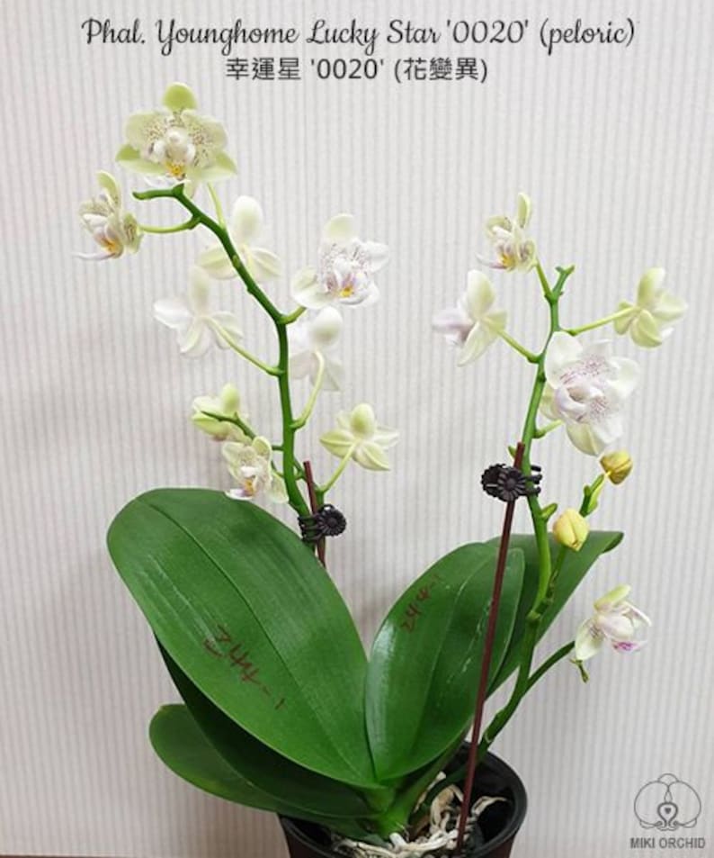 In bloom Phal. Younghome Lucky Star '0020' peloric, fragrant image 7