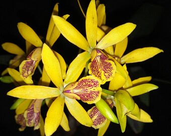 652〓希少Pouteria sp. 'Calice de Flor' アビウ 652〓希少Pouteria sp. ´Calice de Flor´ アビウ