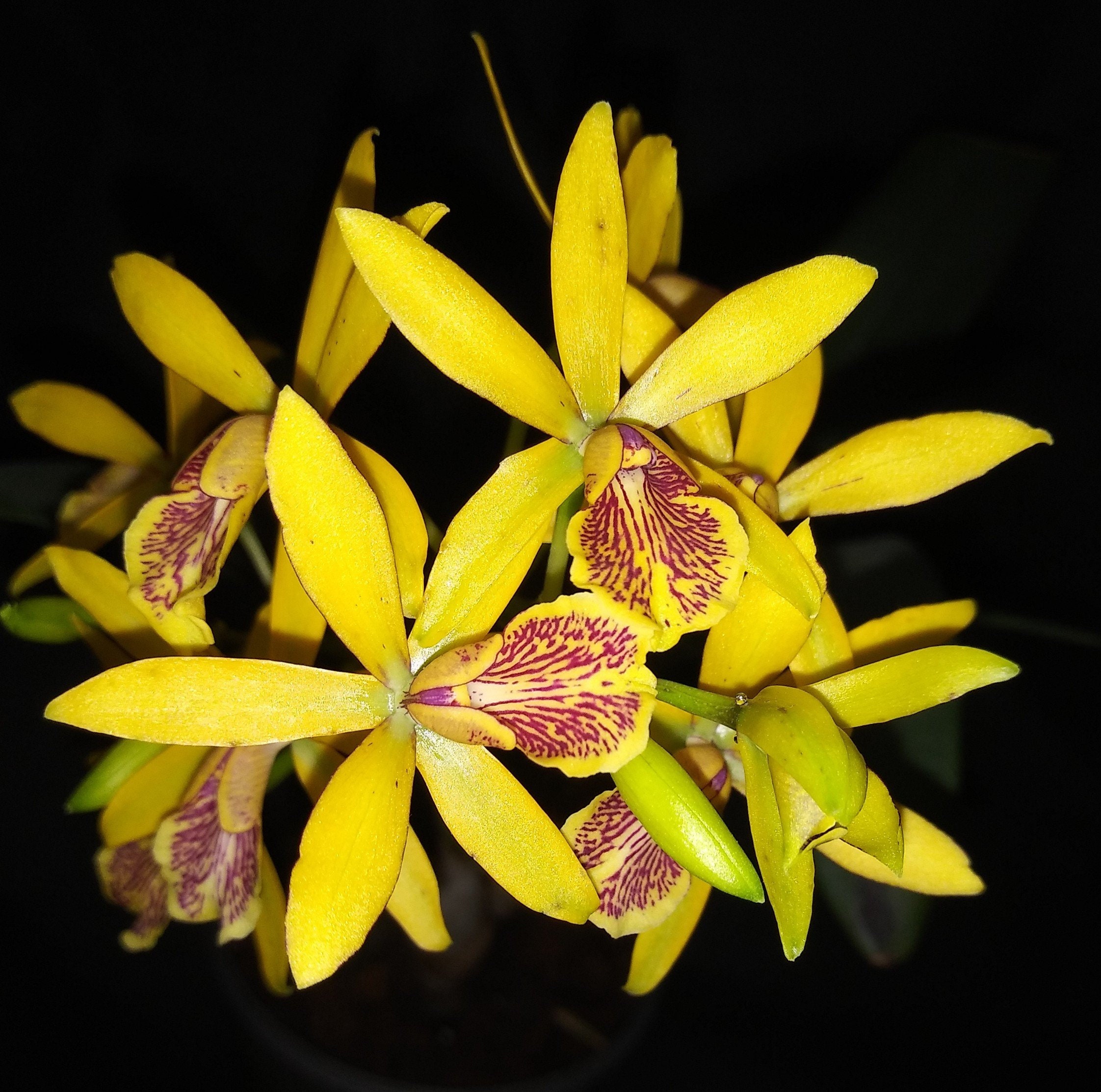 Epc. (guaricyclia) Kyoguchi 'happy Field' HCC/AOS, Fragrant and