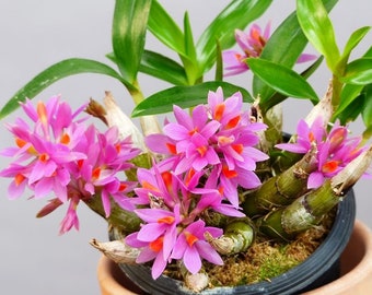 In spike/bloom! Den. Hibiki (laevifium x bracteosum), fragrant, small orchid