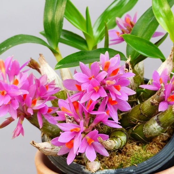 In spike/bloom! Den. Hibiki (laevifium x bracteosum), fragrant, small orchid