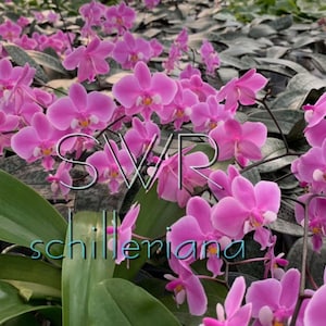 Phal. schilleriana &#39;&#39;Clouded Leopard &#39; 云豹 (M813) — mottled foliage and Fragrant, species