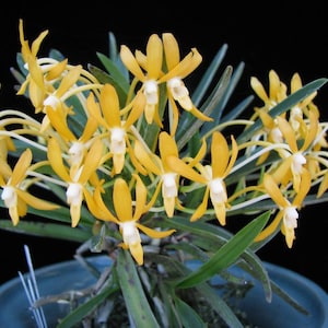 In spike Neofinetia falcata Kibana furan Yellow Wind Orchid 黄花風蘭 image 1