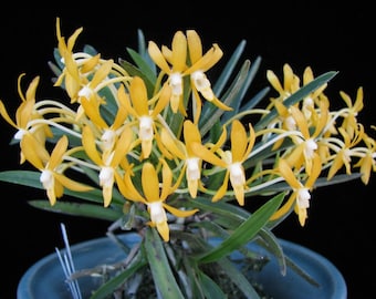 In spike! Neofinetia falcata Kibana furan (“Yellow Wind Orchid”) 黄花風蘭