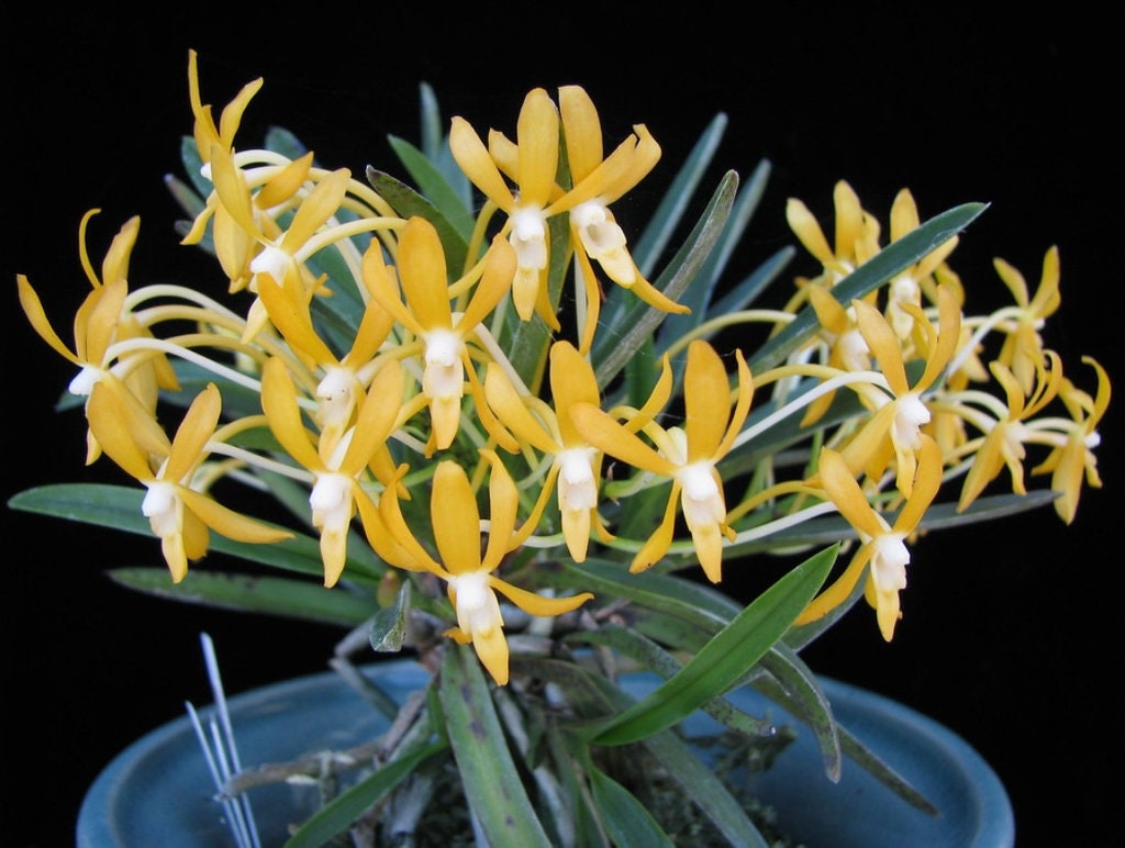 富貴蘭　黄昏(黄金葉＆黄根＆黄花) Neofinetia Falcata Kibana Furan (“yellow Wind Orchid”) 黄花風蘭 - Etsy