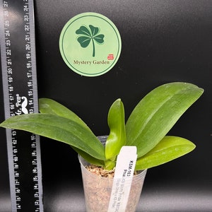 Phal. KS Shito Pride KSM-163 小金葉 waxy flower, long flowering time, color changes/darker over time image 8