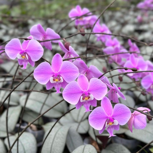 Phal. schilleriana ‘Silver Moonlight' (YL61), mottled silver leaves, all day fragrant, species