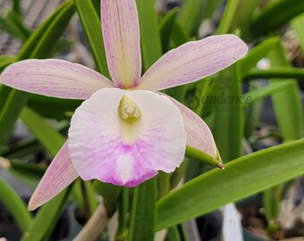 In spike! Brassavola nodosa 4N x Cattleya Summer Spots, night fragrant