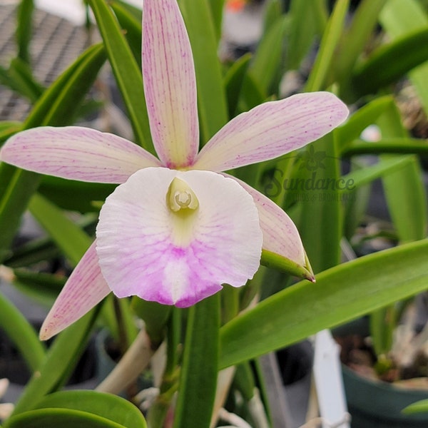 In spike! Brassavola nodosa 4N x Cattleya Summer Spots, night fragrant