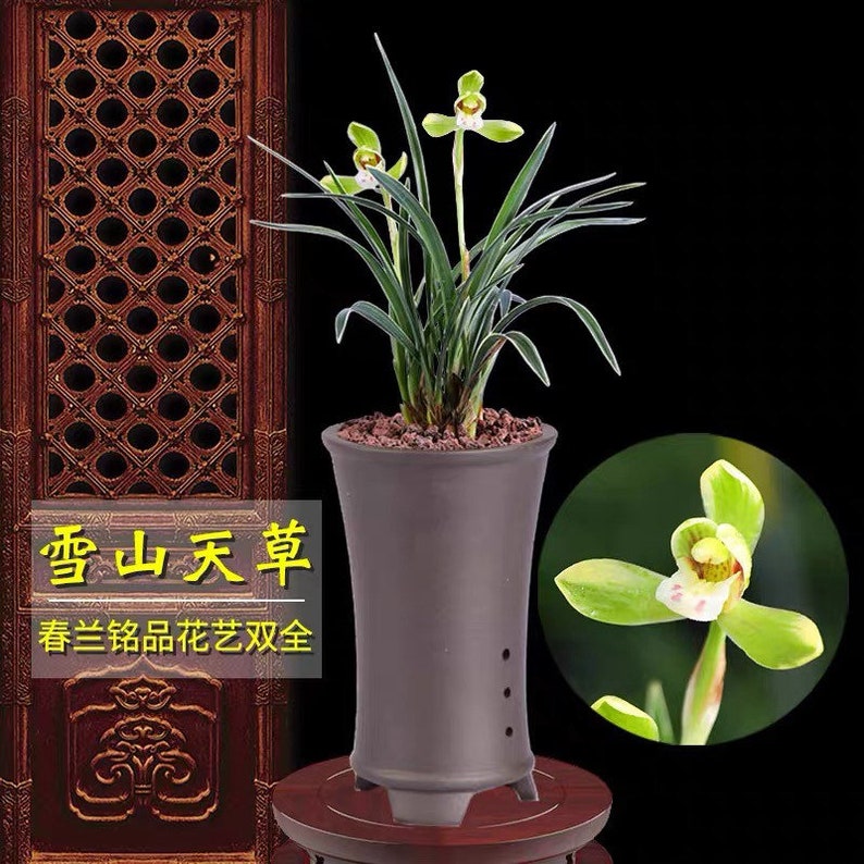 Cymbidium goeringii Xue Shan Tian Cao Snow Mountain春兰 雪山天草fragrant, golden margins on leaves image 2