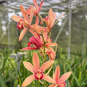 Cymbidium &#39;XL Lady Express&#39;, very fragrant