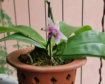 T3: Hand-made Pot by premier Yixing Purple Clay — three-legged pot with holes for root health, perfect for Neofinetia falcata/mini orchids