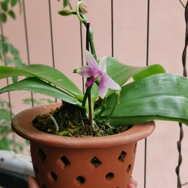 T3: Hand-made Pot by premier Yixing Purple Clay — three-legged pot with holes for root health, perfect for Neofinetia falcata/mini orchids