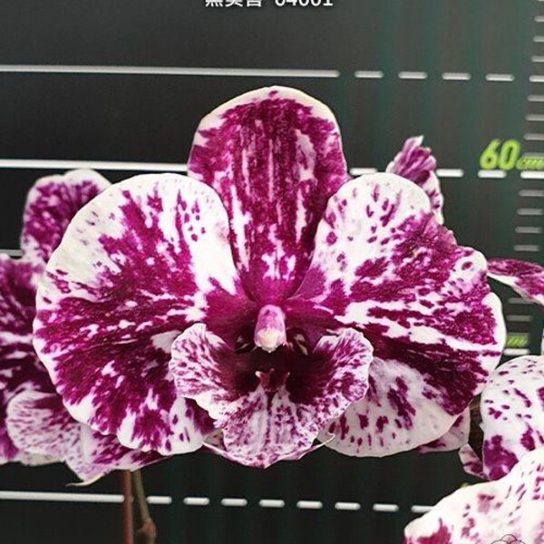 Phal. Lioulin Pretty Lip '04001' (Black),