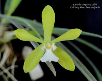 In spike! Encyclia tampensis v. alba x self (Florida Butterfly Orchid), very fragrant