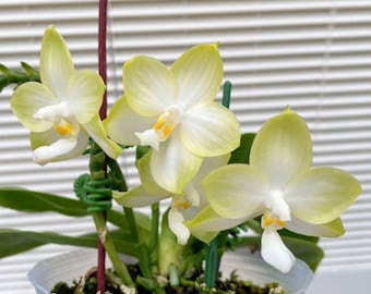 ［洋蘭原種］Phal. celebensis yellow Phalaenopsis Celebensis Species Orchid - Etsy