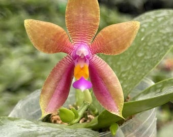 Phal. Fascilina (23CI) , contrasting pink and orange flowers, sweet fragrant, continuous bloomer