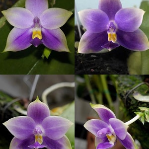 Phal. violacea var. coerulea × sib, orchid species, rare and very fragrant, sequential bloomer!