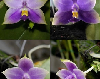 In spike! Phal. violacea var. coerulea × sib, orchid species, rare and very fragrant, sequential bloomer!