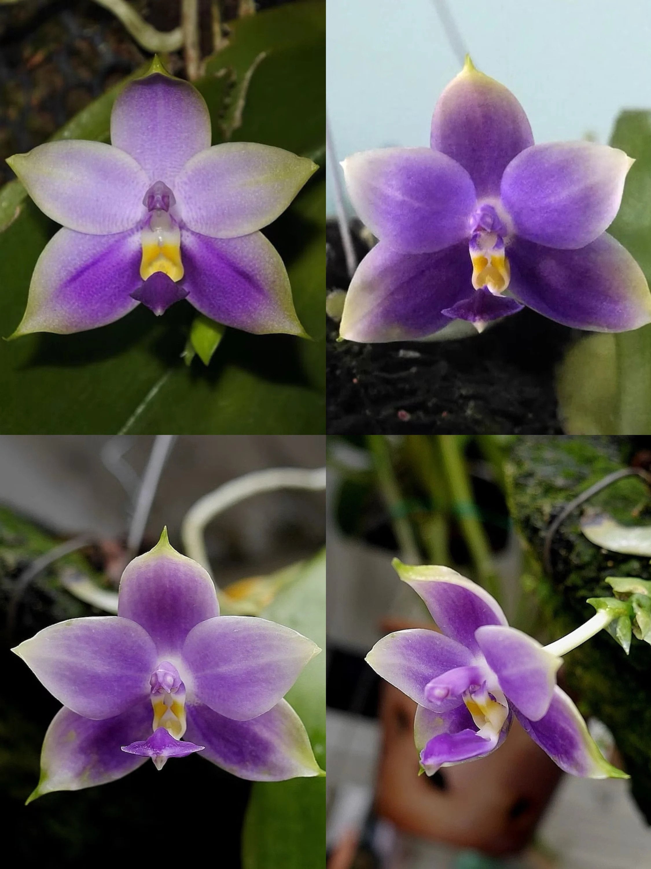 In spike! Phal. violacea var. coerulea × sib, orchid species, rare and very fragrant, sequential bloomer!