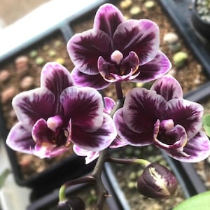 In spike/bloom! Phal. Miki Black Angel '364', unique dark colored flowers