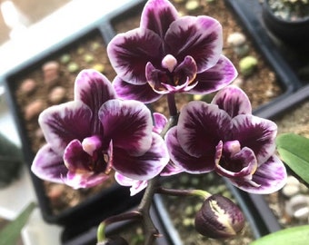 In spike/bloom! Phal. Miki Black Angel '364', unique dark colored flowers