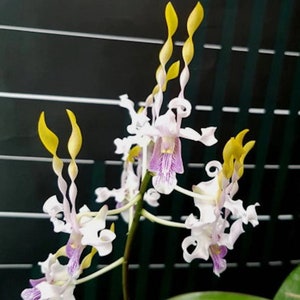 Den. Helix × Doctor Uthai, very bright/vivid purple color, so pretty!