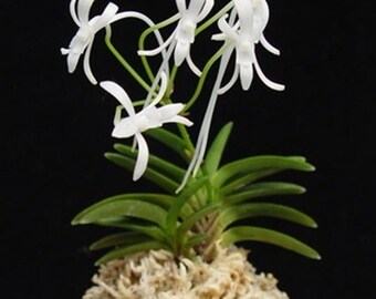 Neofinetia falcata 'Kaioumaru' 海皇丸