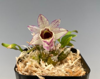 Den. hekouense, mini orchid species