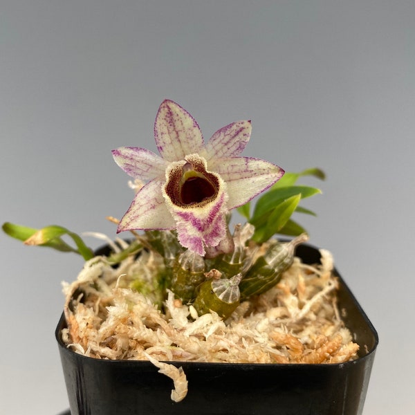 Den. hekouense, mini orchid species