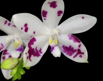 In spike! Phal. speciosa (tetraspis) 'Purple Star' SM/TOGA, award winning clone and sequential bloomer, fragrant!