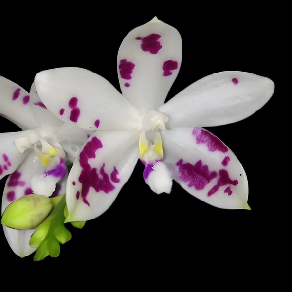 In spike! Phal. speciosa (tetraspis) 'Purple Star' SM/TOGA, award winning clone and sequential bloomer, fragrant!