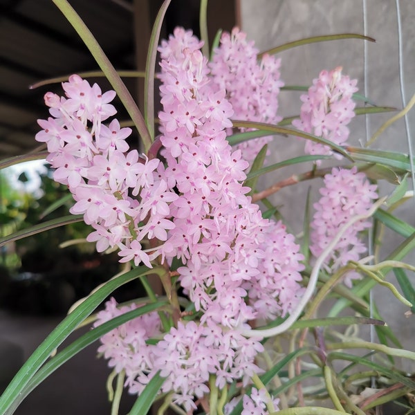 In spike/bloom! Mini Vanda (Ascocentrum) christensoniana, very fragrant with pink color, mini orchid