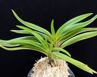 Neofinetia Falcata Orchid Pot Microcrystalline White 