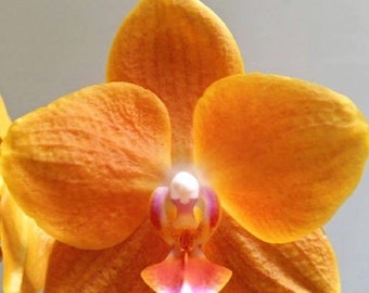 In short spike! Phal. KS Pride 'Golden Diamond',  golden orange flower and fragrant