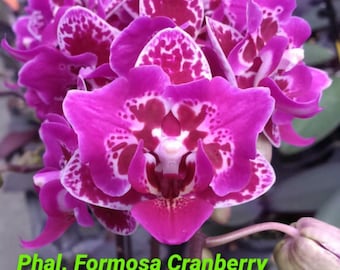 Phal. Formosa Cranberry 'Peloric' KSM-176, multiflora