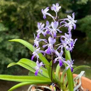 Neostylis Lou Sneary 'Blue Bird' (Blue), mini Vanda, fragrant, ship bare-root