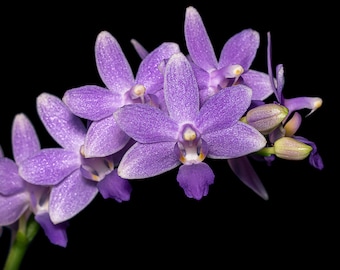 Phal. Summer Rose 'Blue Star', long-lasting sparkly blooms, sequential bloomer, light floral fragrance, compact foliage