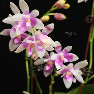 Phal. modesta × sib, orchid species and very sweet fruit fragrance