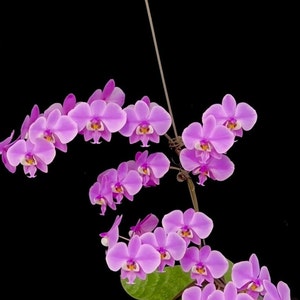 Phalaenopsis schilleriana &#39;Sakura&#39; (M406)— mottled leaves and rosey fragrant