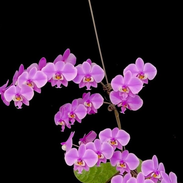 Phalaenopsis schilleriana 'Sakura' (M406)— mottled leaves and rosey fragrant