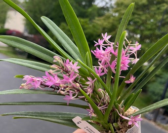 In spike! Mini Vanda Cherry Blossom, cute and pretty pinky flowers, easy to grow, beginner friendly