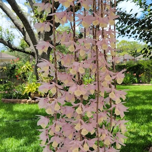 Den. aphyllum, muy fragante, especie de tipo cascada