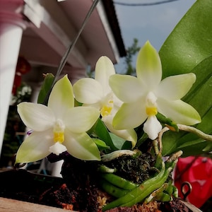 Rare! Phal. bellina var alba x sib, species, very fragrant