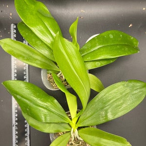 In spike Phal. tetraspis 'C1'species, unique flower color patterns, random petal color in red or white image 9