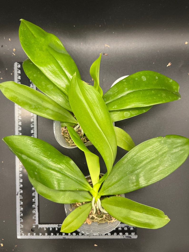 In spike Phal. tetraspis 'C1'species, unique flower color patterns, random petal color in red or white image 9